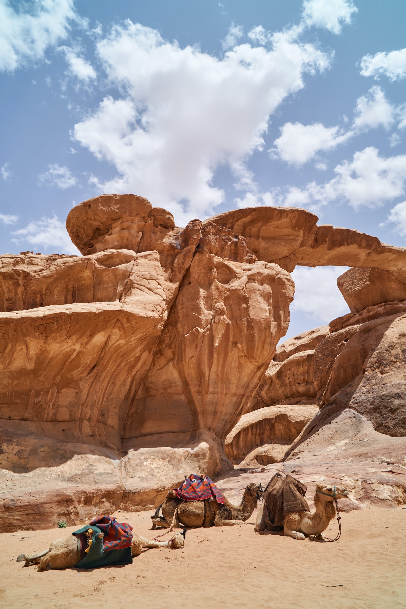 Camels decorated with colorful saddle coats resting in Wadi Rum desert, Jordan.
