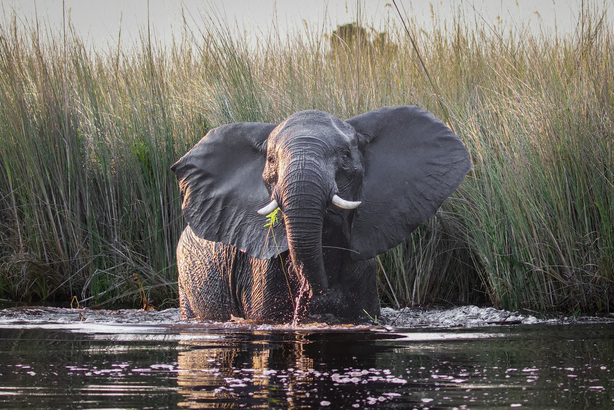 Elephant and her baby walking through Amboseli National Park
