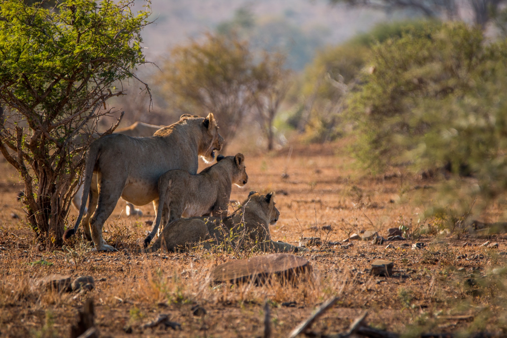 Three Lions starring in the Kruger National Park.