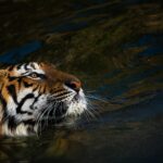 tiger showing living in open zoo, wild animals or wildlife living in nature at a zoo park