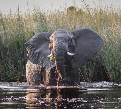 Elephant and her baby walking through Amboseli National Park
